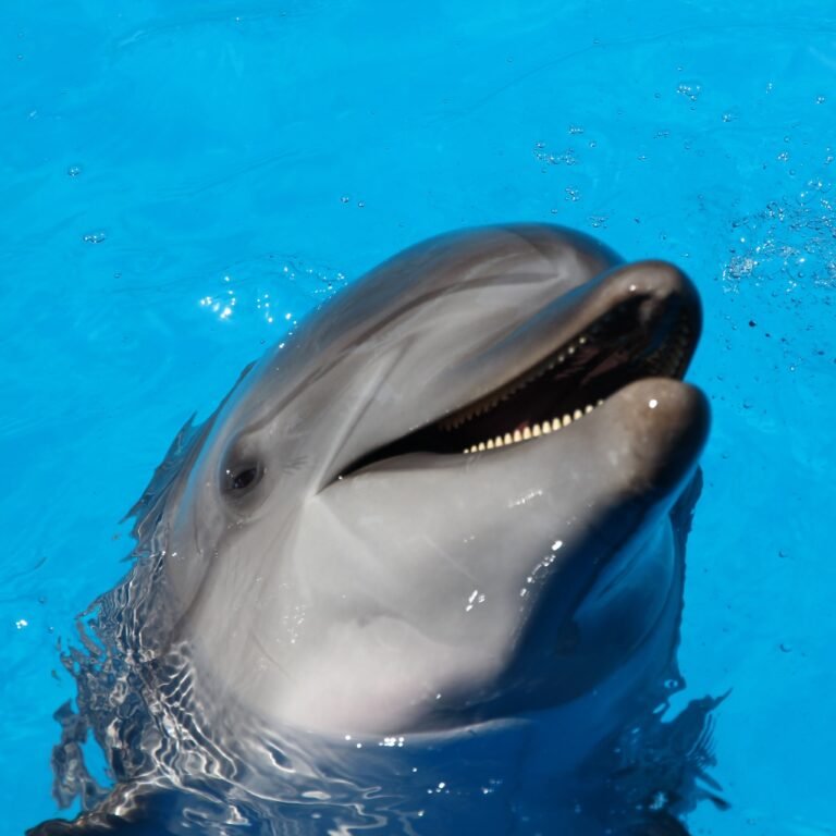 Discover the Magic of Dolphin Cove in Montego Bay