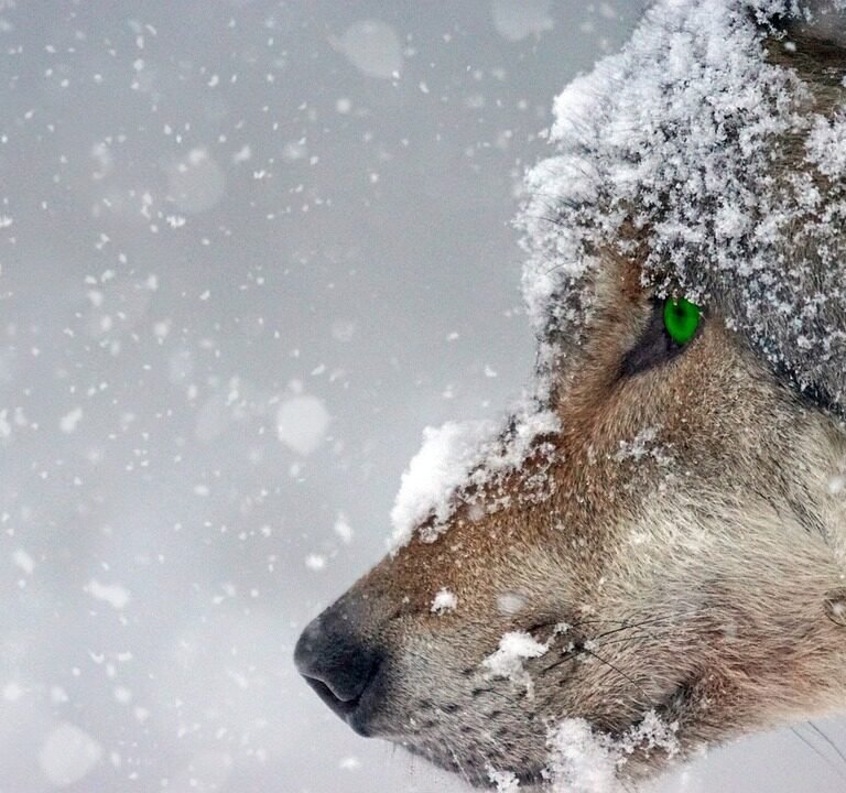 Unique Wildlife Encounters for Families